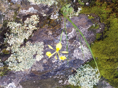 Moraea thomasiae