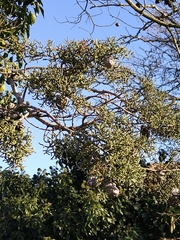 Cupressus