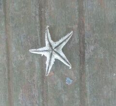 Astropecten