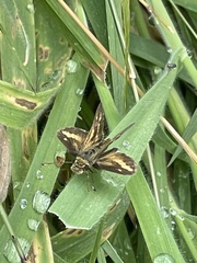 Taractrocera papyria