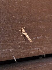 Anatrachyntis rileyi