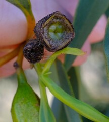Eucalyptus conveniens
