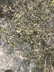 Leptospermum micromyrtus