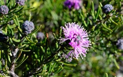 Melaleuca tinkeri