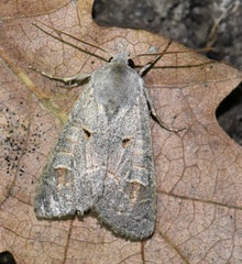 Ammoconia caecimacula