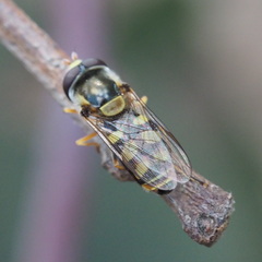 Simosyrphus