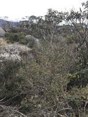 Leptospermum micromyrtus