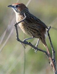 Sphenoeacus afer afer