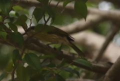 Gavicalis versicolor