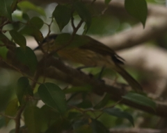 Gavicalis versicolor