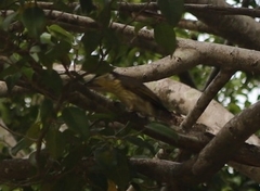 Gavicalis versicolor