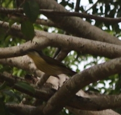 Gavicalis versicolor