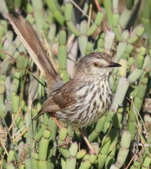 Prinia maculosa maculosa