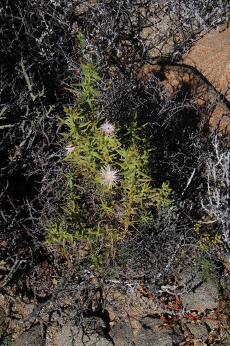 Mesembryanthemum vanheerdei