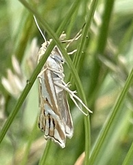 Hednota pleniferellus