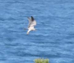 Elanus caeruleus caeruleus