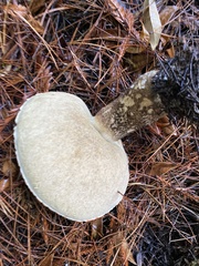 Leccinum largentii