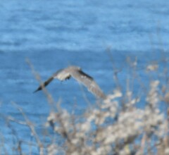 Elanus caeruleus caeruleus