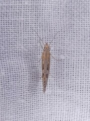 Plutella xylostella-australiana