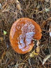 Leccinum largentii