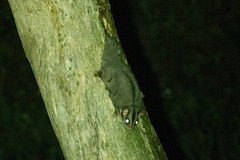 Petaurus breviceps