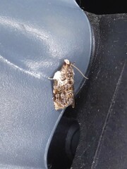 Acroceuthes metaxanthana