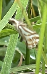 Hednota pleniferellus