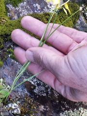 Moraea thomasiae