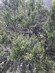 Leptospermum micromyrtus