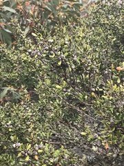 Leptospermum micromyrtus