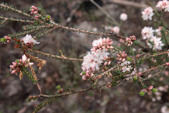 Calytrix alpestris