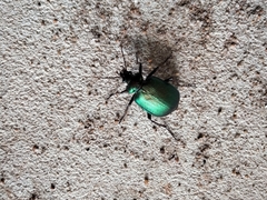Calosoma schayeri
