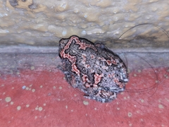 Uperodon taprobanicus