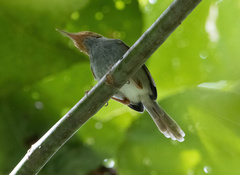 Orthotomus ruficeps