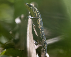Eutropis