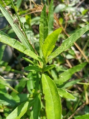 Alternanthera