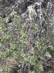 Leptospermum micromyrtus