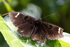 Erebus hieroglyphica