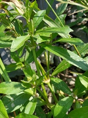 Alternanthera