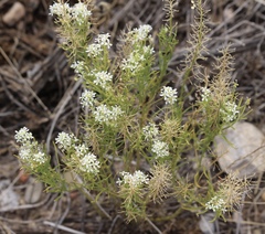 Lepidium alyssoides