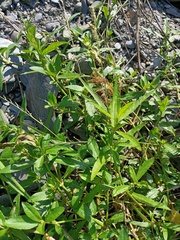 Alternanthera