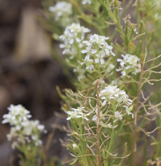Lepidium alyssoides