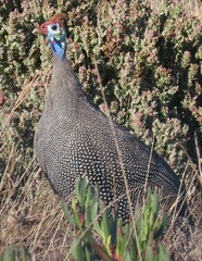 Numida meleagris coronatus