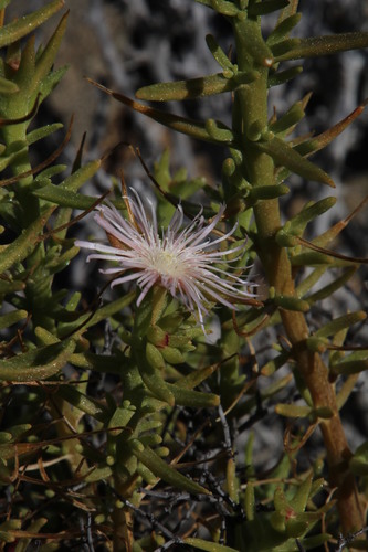 Mesembryanthemum vanheerdei