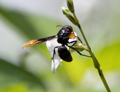 Rhynchium