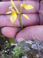 Moraea thomasiae