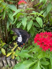 Papilio iswara