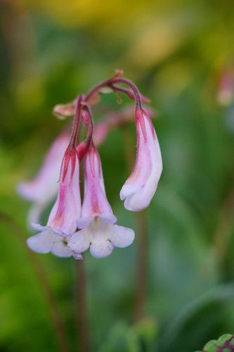 Chirita heterotricha