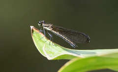 Chlorocyphidae