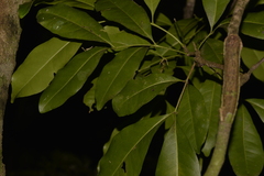 Anthocarapa nitidula